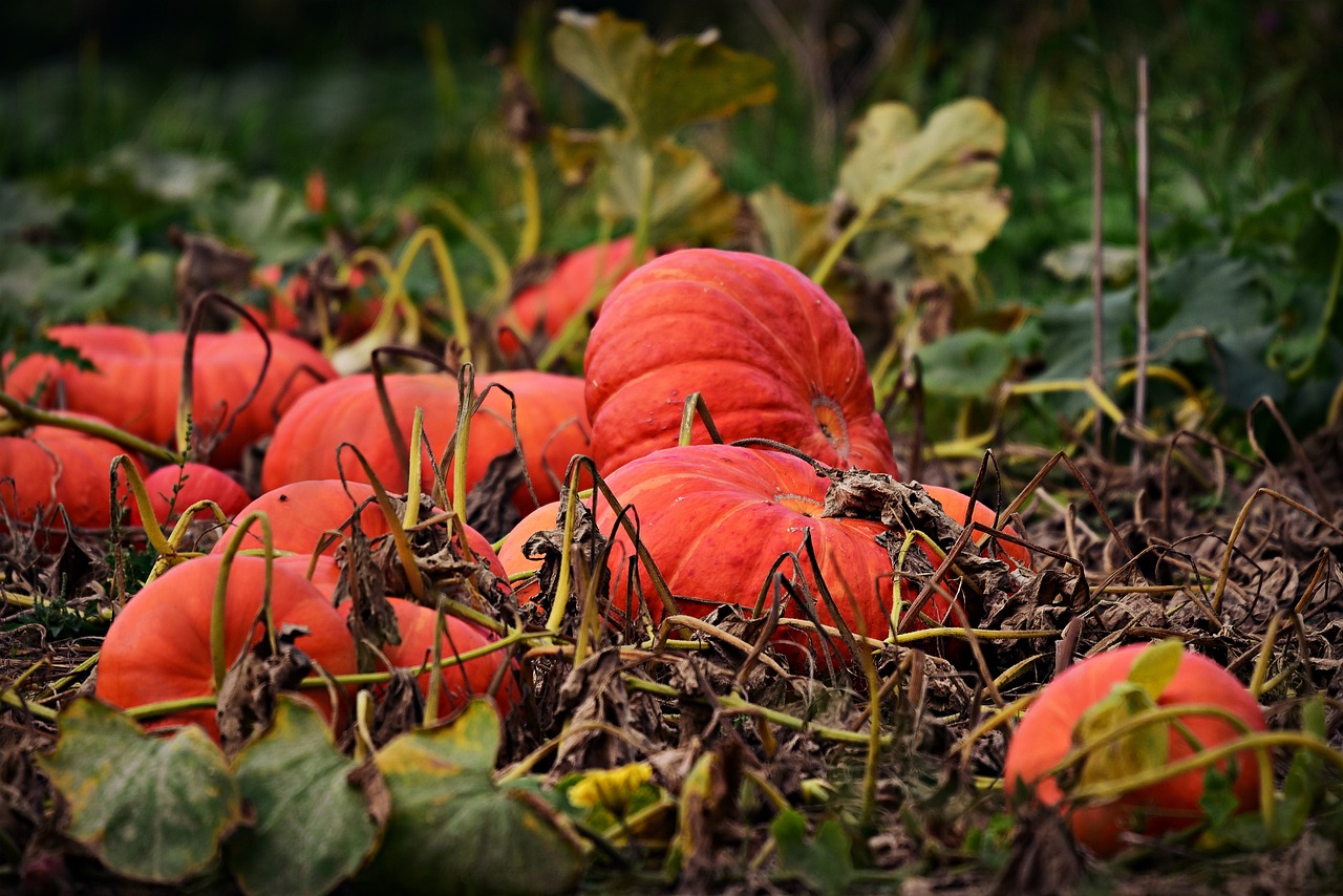 Pumpkin Picking 2024 in Groningen